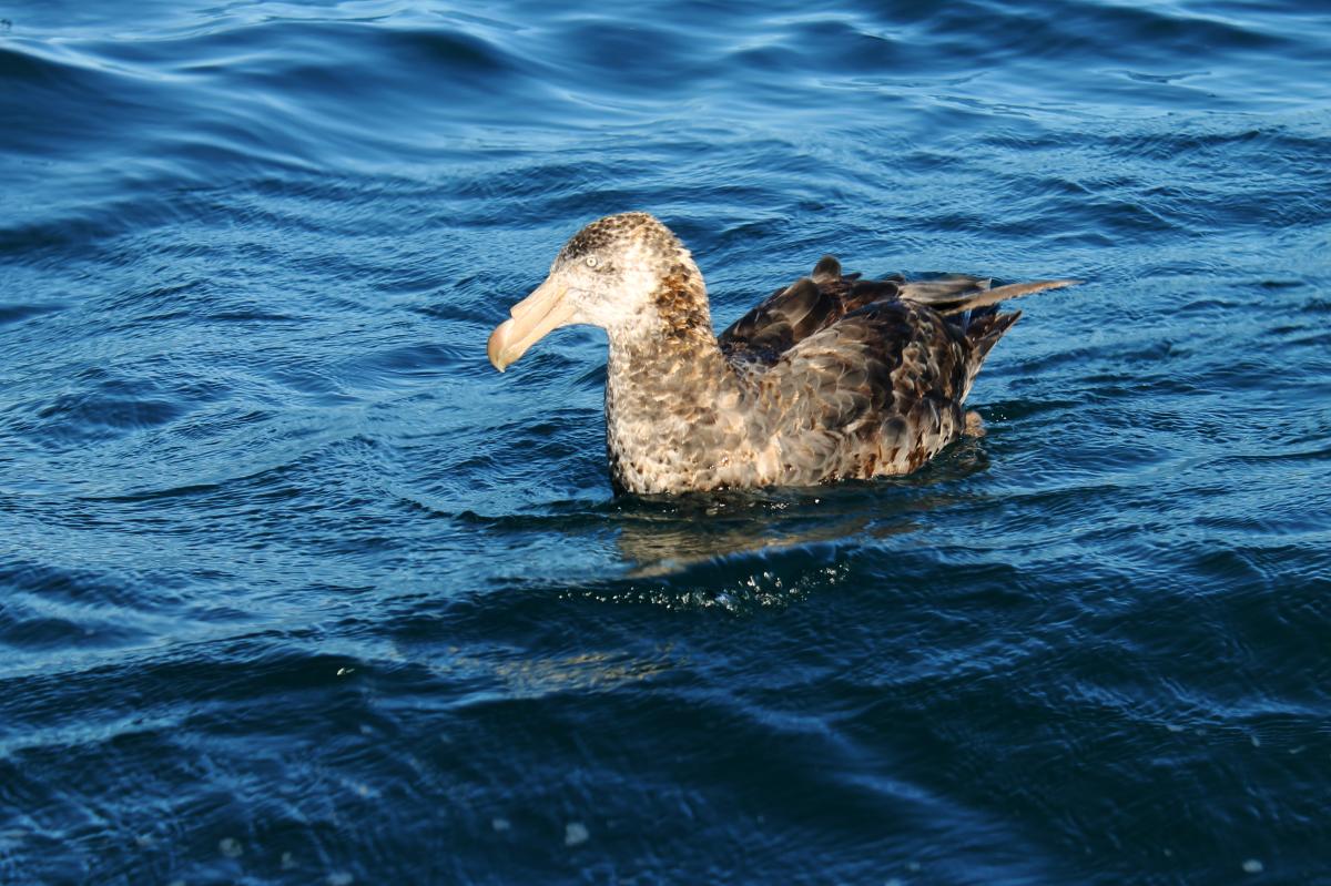 Northern Giant Petrel (Macronectes halli)